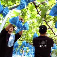 契作農園 Grape contract farming Japan 麝香葡萄 中秋禮盒 甲斐珍珠 麝香葡萄 日本頂級水果 水果禮盒 企業送禮推薦