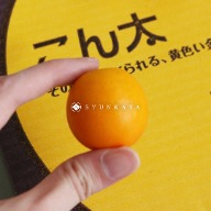 Shizuoka kumquat