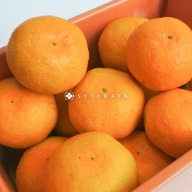 Japanese mandarin orange