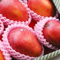 Taiwan mango delivery, Irwin mango, summer fruit special, mango varieties, mango dessert recipe, Taiwan fruits, tropical fruit box, mango smoothie, mango yogurt pairing
