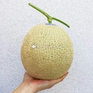 Cantaloupe Melon Melon Netted Cantaloupe Melon