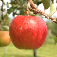 Aomori Apple Hunting