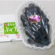 Grape 葡萄 日本 岡山