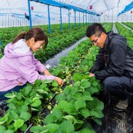 100%美味安心  日本福岡甘王草莓嚴選農園  食べられる「幸せ」お届けします 能被品嚐的幸福 福岡甘王草莓(あまおうAMAOU)是日本最具代表的水果之一， 紅潤、圓潤大顆的果實讓每一位愛草莓的人都為之驚呼！ 甘王的果肉細膩多汁、有著完美平衡的酸甜滋味，讓人一口就感受到滿滿的幸福。  費時費力的「傳統土耕」是美味的關鍵！ ULUU農園堅持傳統土耕，並重視有機肥料及土壤的栽培， 因為傳統更正方式土壤的容量大，易吸收肥料的營養，雖然栽種過程費時、 費力，但只要基底好，種植出的草莓自然而然就很美味。  2％特別栽培 減農藥、減化肥 通過「ふくおかエコ農産物認証」   「我們的目標是種出全日本最棒的甘王草莓！」 ULUU農園位於日本福岡，是專門種植「甘王草莓」品種的草莓園， 由古賀夫婦建立、管理， 他們勵志栽種出全日本最安心美味的甘王草莓。  「減農藥、減化肥使用」的友善環境農園 為了這個目標，ULUU農園採減農藥、減化肥的栽種方式， 並重視農園土壤的培育，投入了大量時間培養有機肥料， 在不懈努力下榮獲福岡縣政府的「ふくおかエコ農産物認証」， 福岡僅2%農家能通過這個認證。