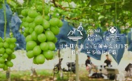 契作農園 Grape contract farming Japan 麝香葡萄 中秋禮盒 甲斐珍珠 麝香葡萄 日本頂級水果 水果禮盒 企業送禮推薦