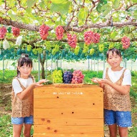 岡山麝香葡萄、日本麝香葡萄、真庭市水果、岡山水果、花笑み農園、無農藥葡萄、永續農業水果、高級水果禮盒、日本水果宅配、送禮推薦