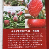 宮崎芒果, 太陽之子芒果, 太陽之卵, 日本完熟芒果, 龍蛋芒果, 日本空運芒果, 高級水果禮盒, 夏季水果推薦, 日本宮崎水果, 頂級芒果推薦