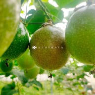 Taiwan Gypsophila Passion Fruit
