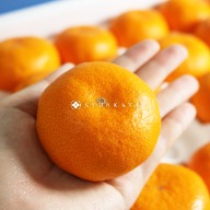 Nagasaki Saikai Ajinoko mandarin orange