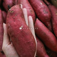 栗子地瓜 地瓜 番薯 Sweet potato