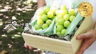 Kai Pearl Shine Muscat, Japanese Shine Muscat Gift Box, Yamanashi Muscat Grapes, Premium Japanese Fruit, Mid Autumn Fruit Gift, Muscat Grapes Taiwan, Seedless Muscat Grapes, Luxury Fruit Gift Box, Fresh Fruit Delivery Japan, Air-shipped Japanese Fruit, Shine Muscat Taiwan, Gift for Moon Festival