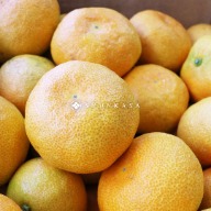 satsuma citrus orange 