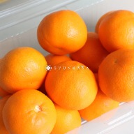 アメリカンシュガーオレンジ