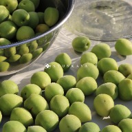 Taiwan green plums, green plums, plums, Taiwan plums, organic green plums, green plum processing, green plum fruits, green plum harvest, green plum farm, green plum features, hand-picked green plums, green plum season, natural green plums, green plum products, Taiwan specialty green plums, green plum recipes, green plum goods, fresh green plums, green plum orchards, local green plums