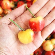 American 9row white cherries