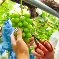 Qizuo Farm Muscat Grape Kafi Pearl Muscat Grape Fruit Thinning