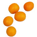 TAMATAMA kumquat