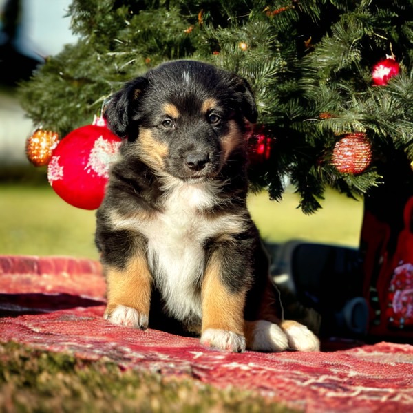 Mini Aussie