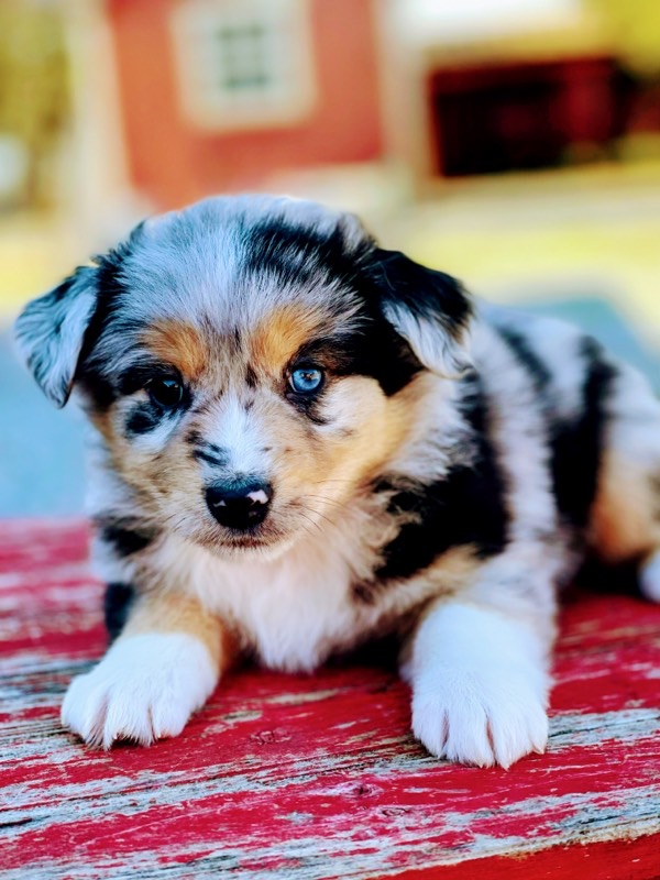 Mini Aussie