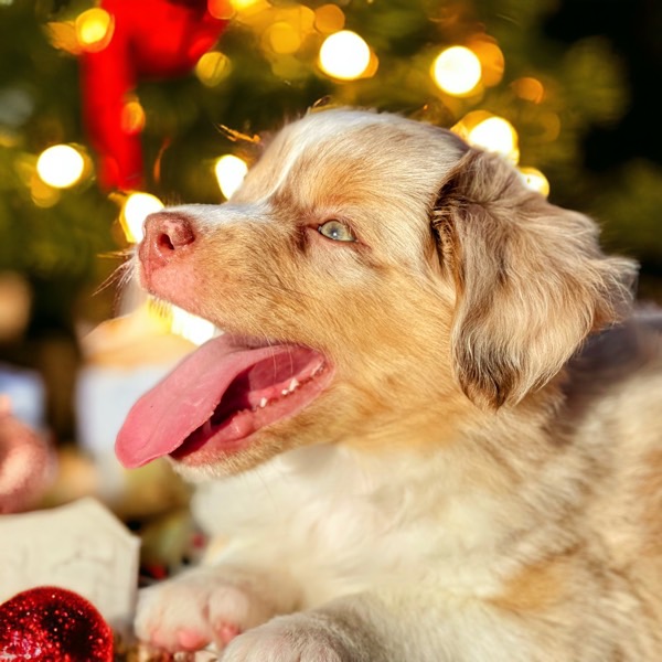 Mini Aussie