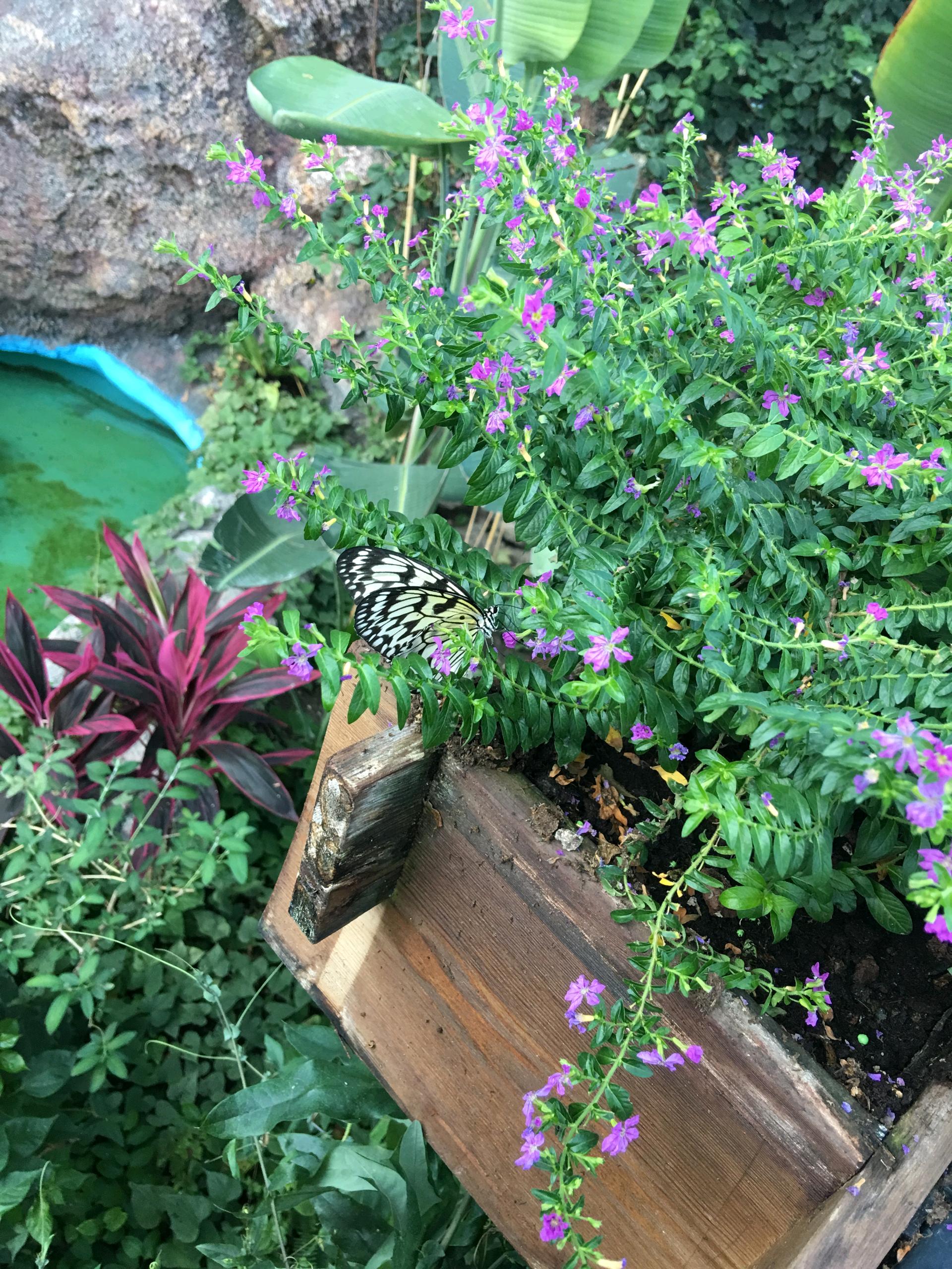 Konya Tropikal Kelebek Bahçesi 1