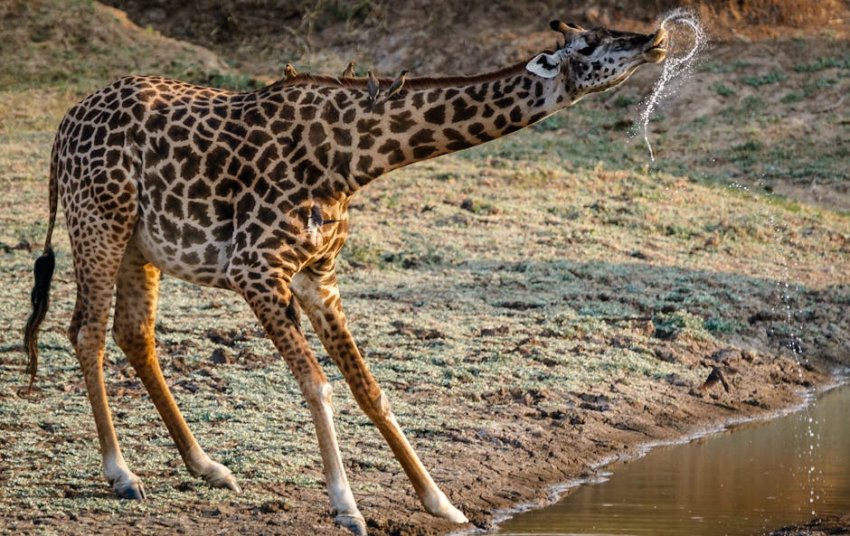 Zambia