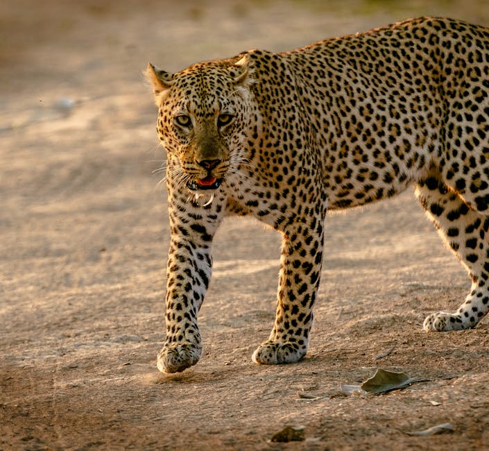 Zambia