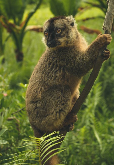 Madagascar