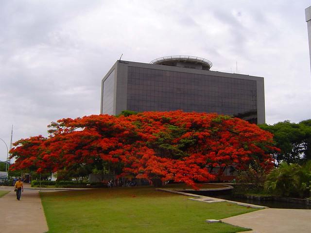 Buriti Alegre