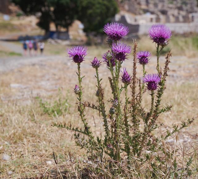 Anamur