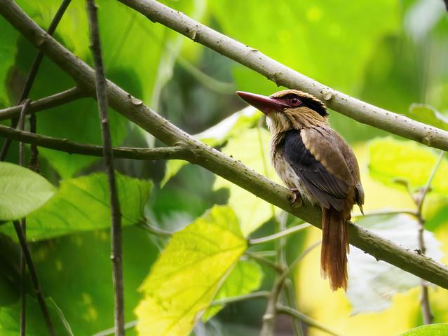 Sulawesi Utara