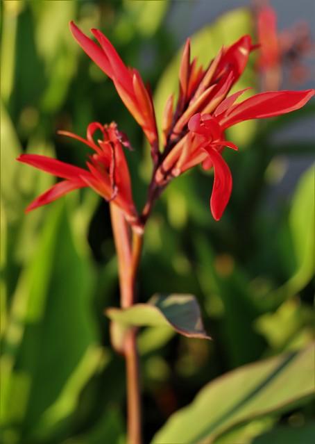 Ascension Island