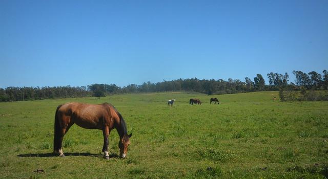 Cerro Largo