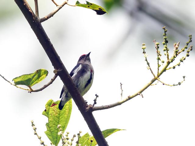 Sulawesi Tengah