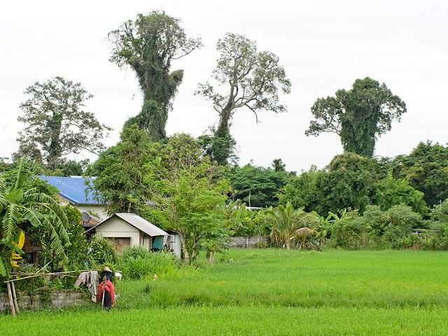 Yasothon