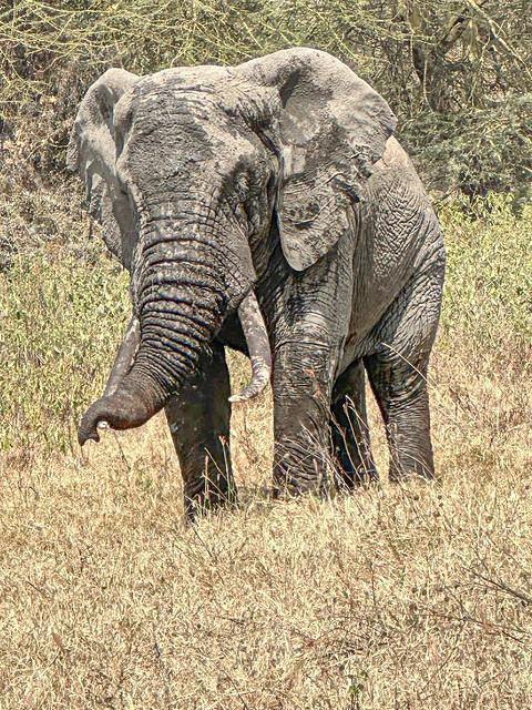 Manyara