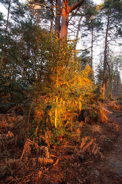 Bracknell Forest