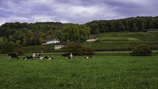 Thurgau