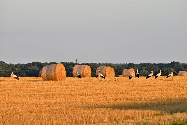 Bjelovar-Bilogora