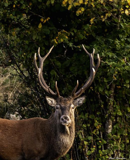 Cantal