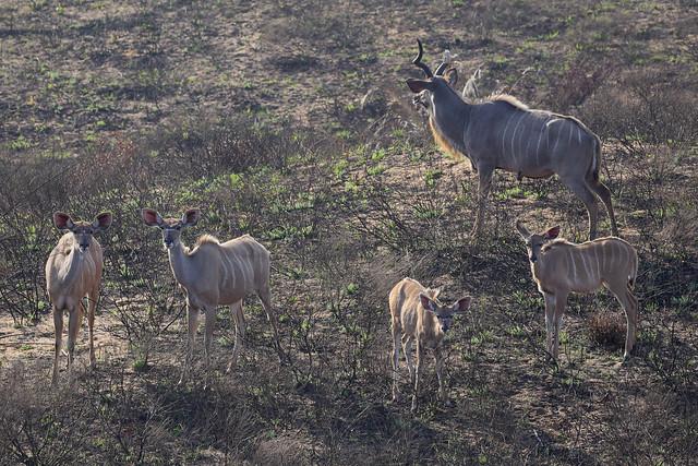 Kafue image