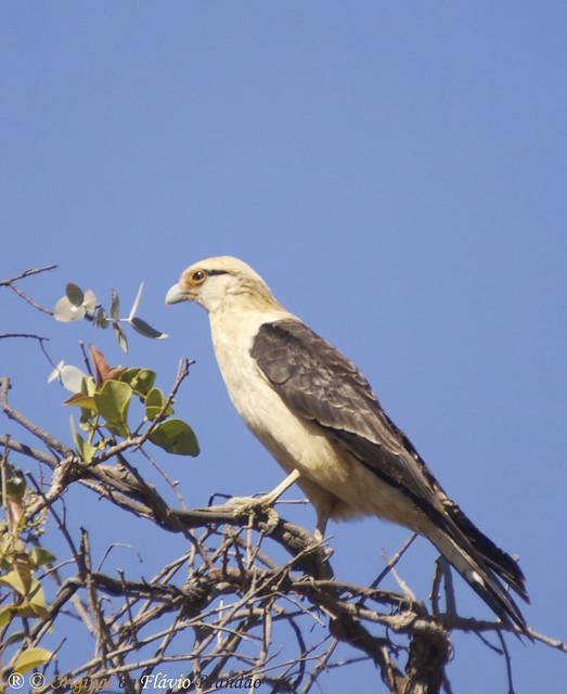 Pontão