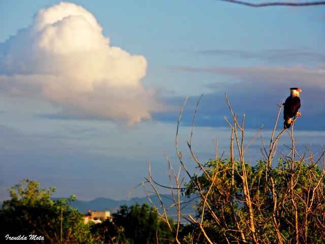 Caracaraí