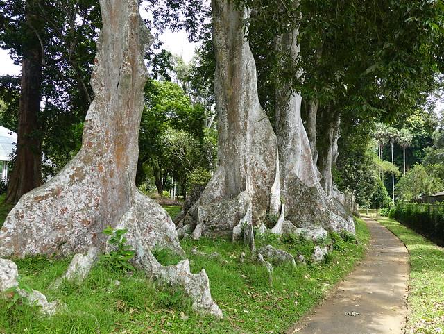 Peradeniya