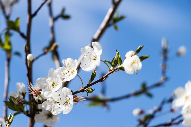 Almendros