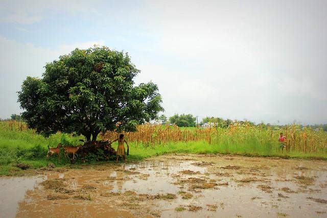 Sunsari