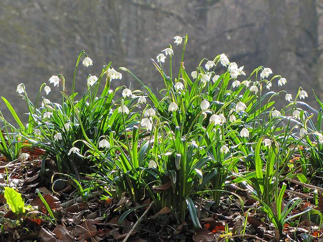 Hochwald