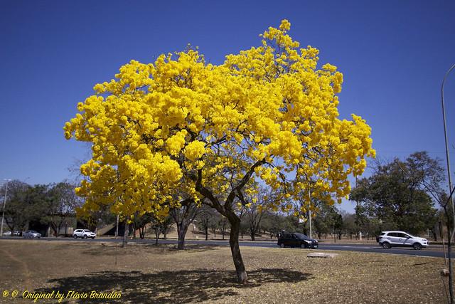 El Roble