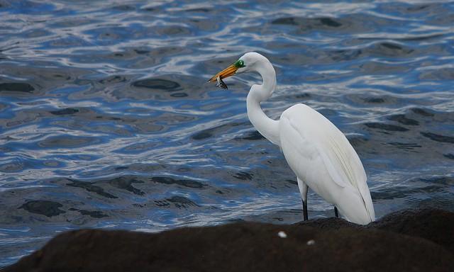 Aguas Blancas