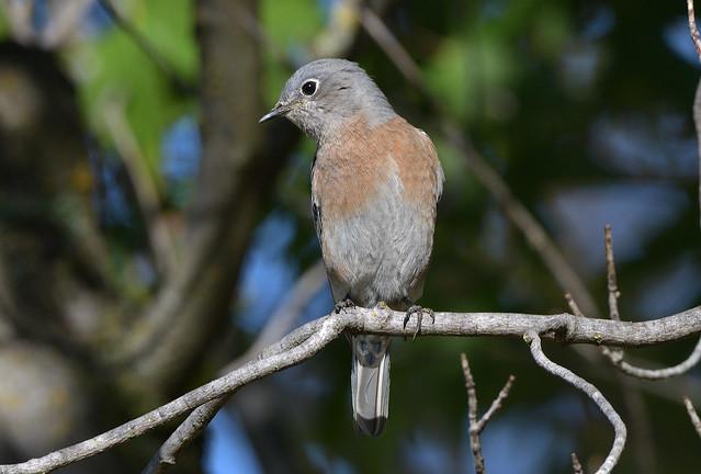 South Bougainville